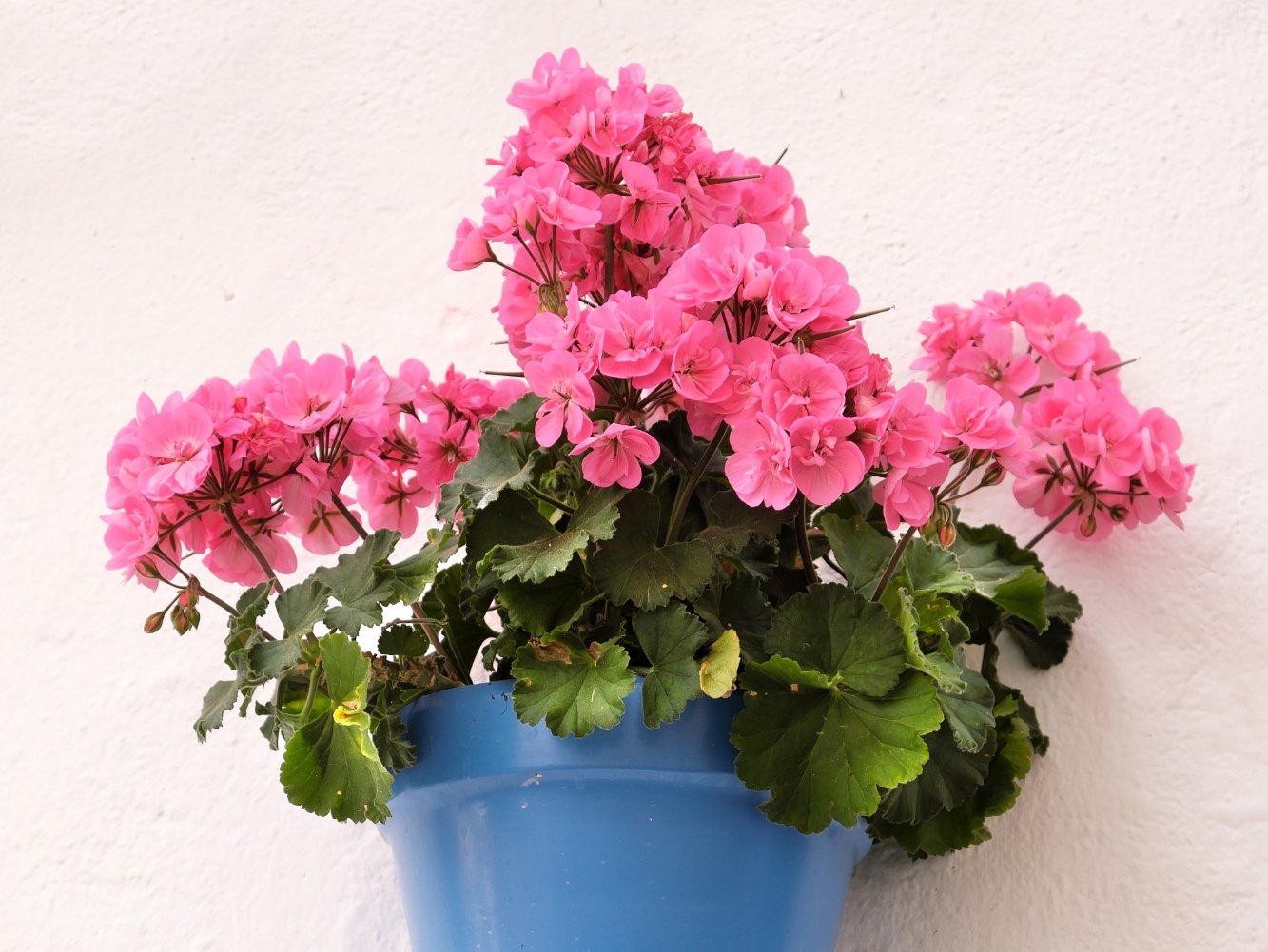 Melhores flores para apartamento: gerânio